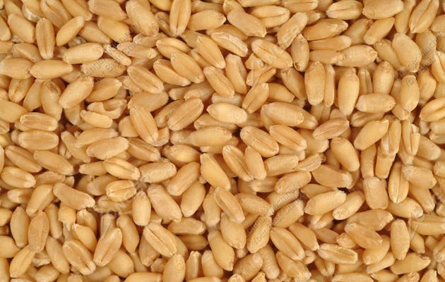 Washed Barley|Wheat